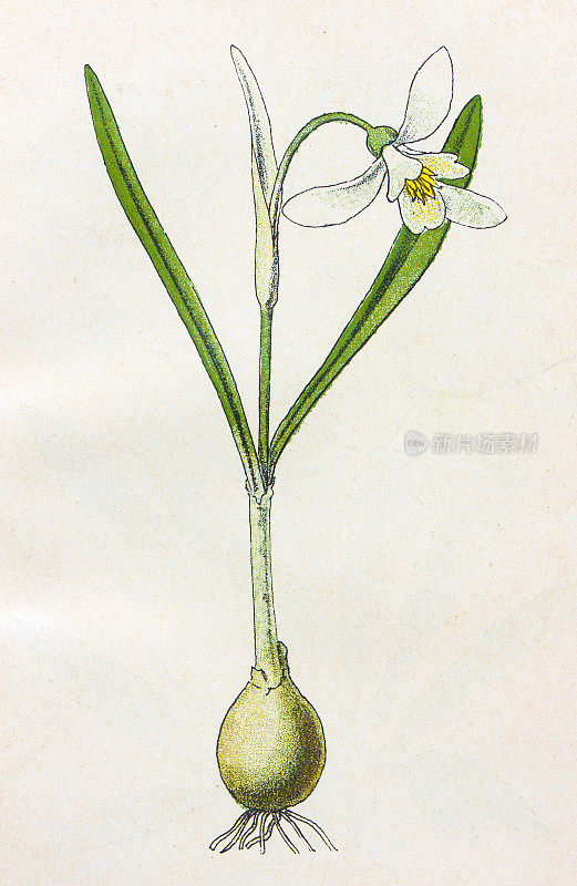 古董植物学插图:雪花莲，Galanthus Nivalis